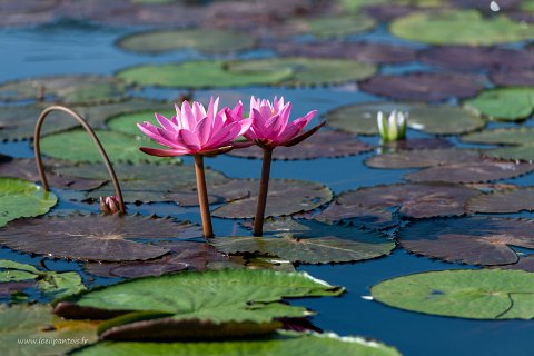 20191124__00048-29 Le long du canal qui relie le lac Inle au lac Sagar, fleurs de lotus